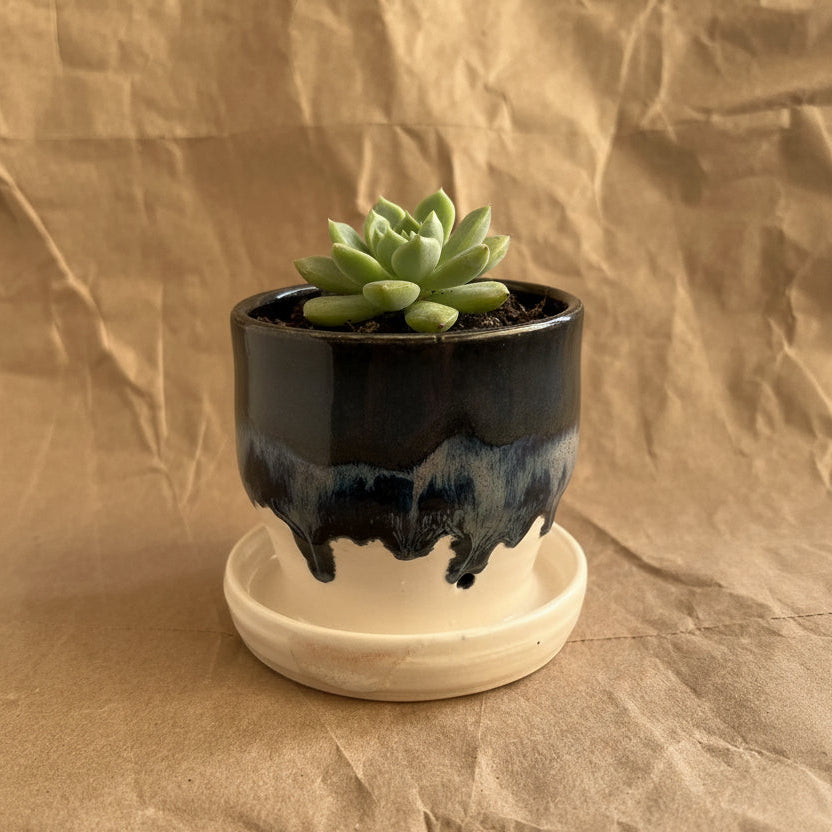 Midnight Blue and White reactive mini planter with succulent on a crumpled paper background
