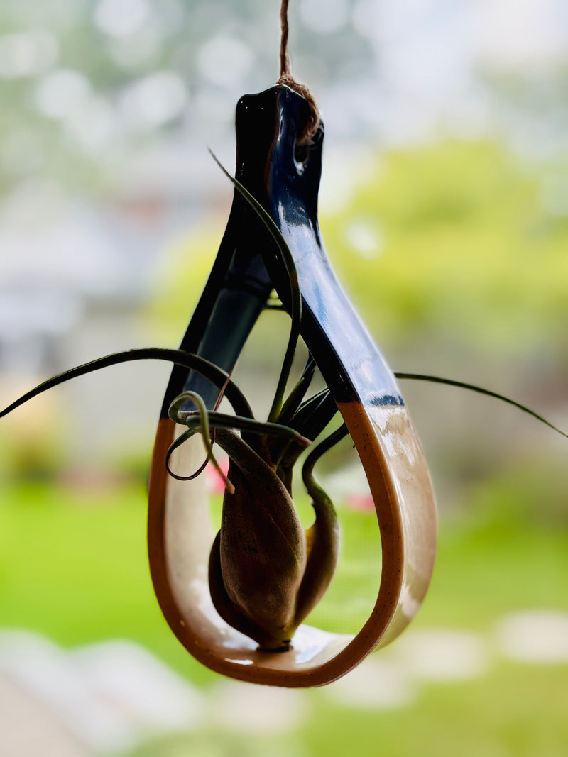Hanging air plant holder with a blurred green background
