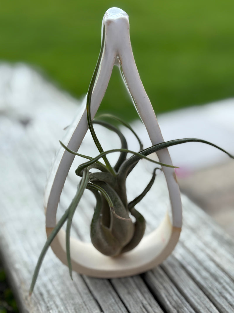 Small air plant in a white ceramic holder on a wooden surface with a blurred green background